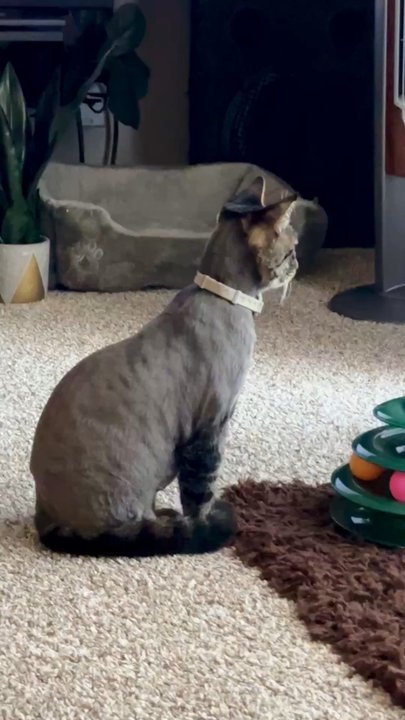 Paris' Pampered Pets - Kitty Gata after her grooming number 10 style - Pet Groomers Near Me - Vista, California
