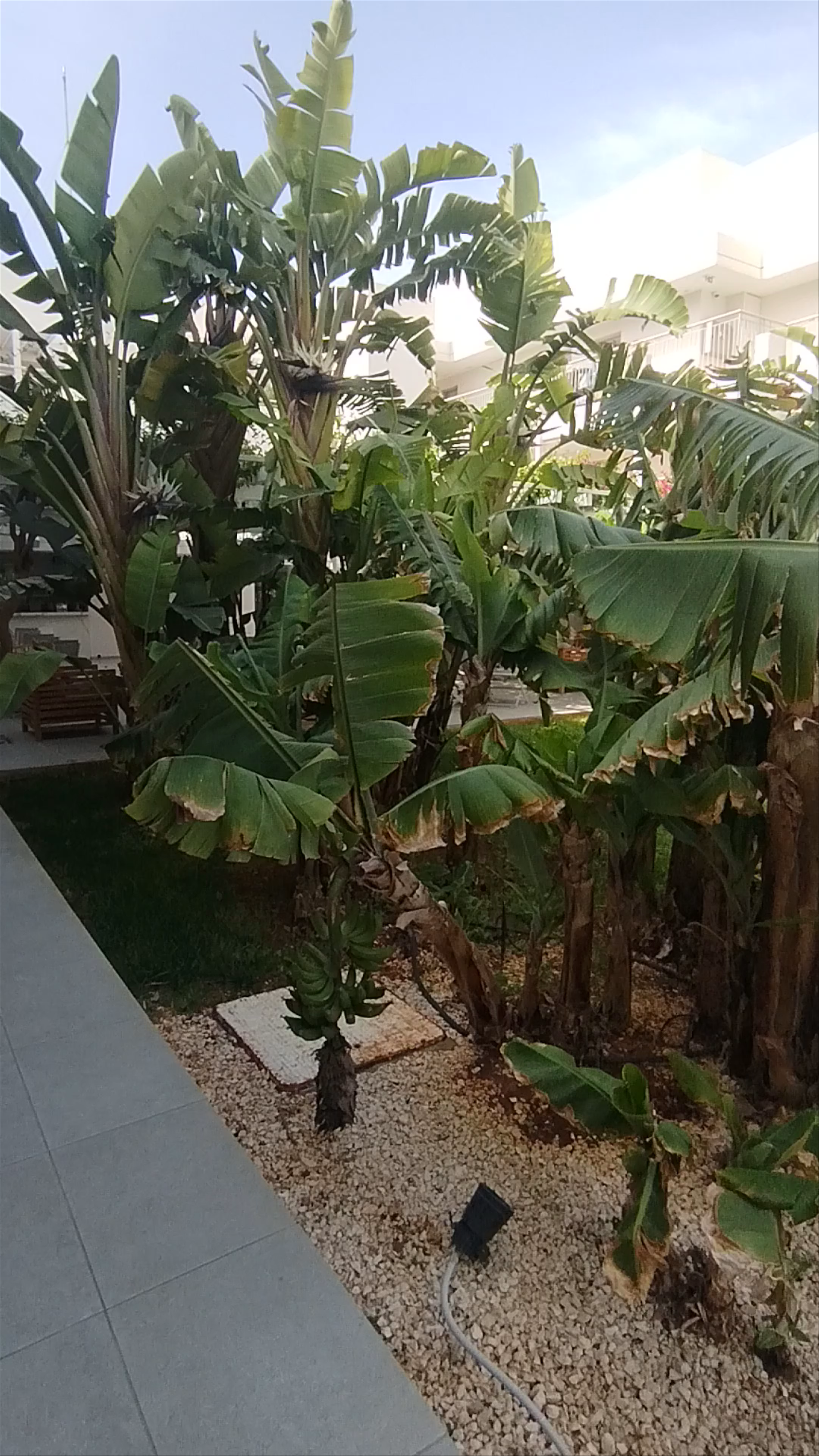 Nissi Park Hotel Poolside Oasis in Ayia Napa, Cyprus