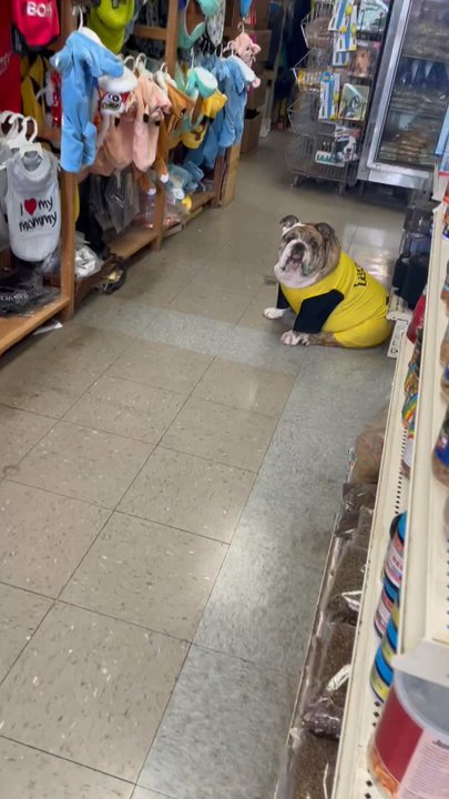 Kalihi Pet Center - Pet Stores Near Me - Honolulu, Hawaii