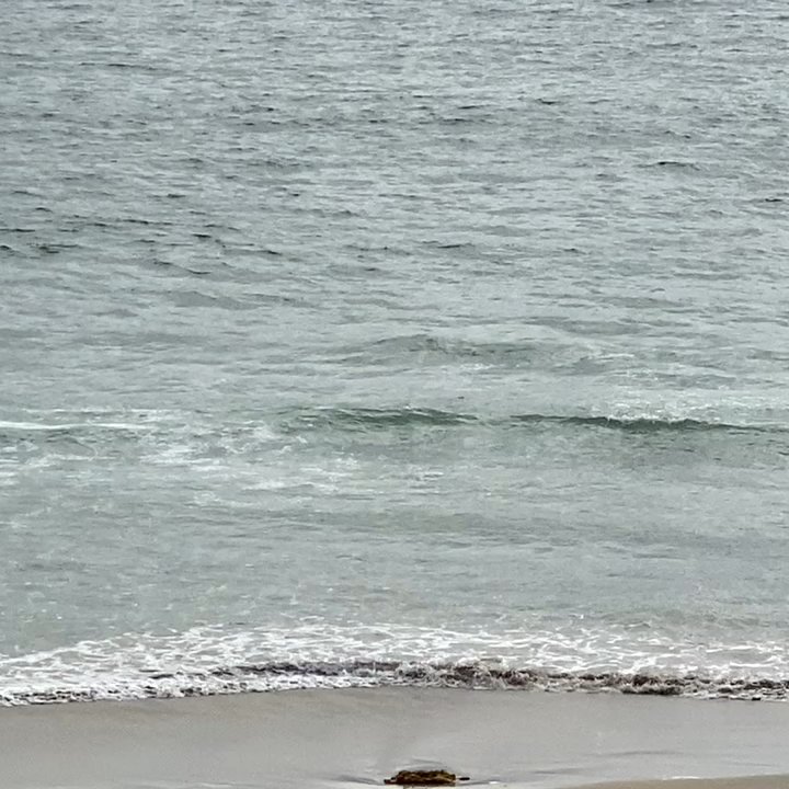 Rocco's - View of dolphins from the balcony - Seafood Near Me - Tijuana, BCN