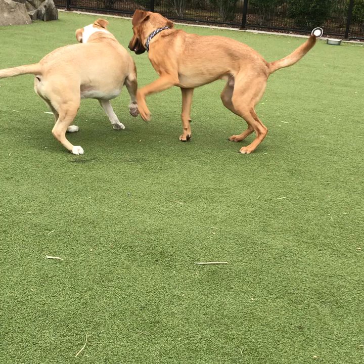 PoshPups Colorado - Pet Boarding Near Me