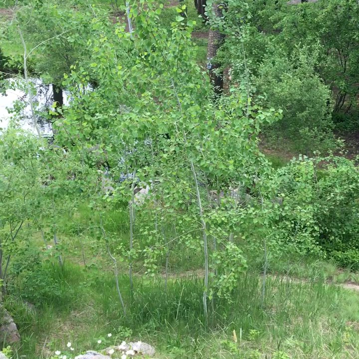 Land-Escapes - Private Paradise - Landscaping Near Me