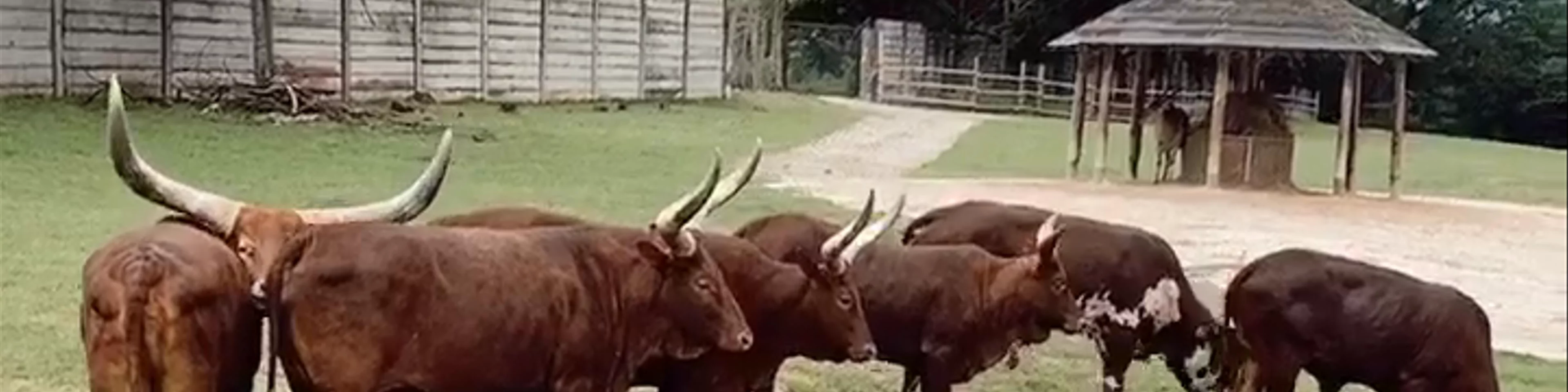 Dvůr Králové Zoo