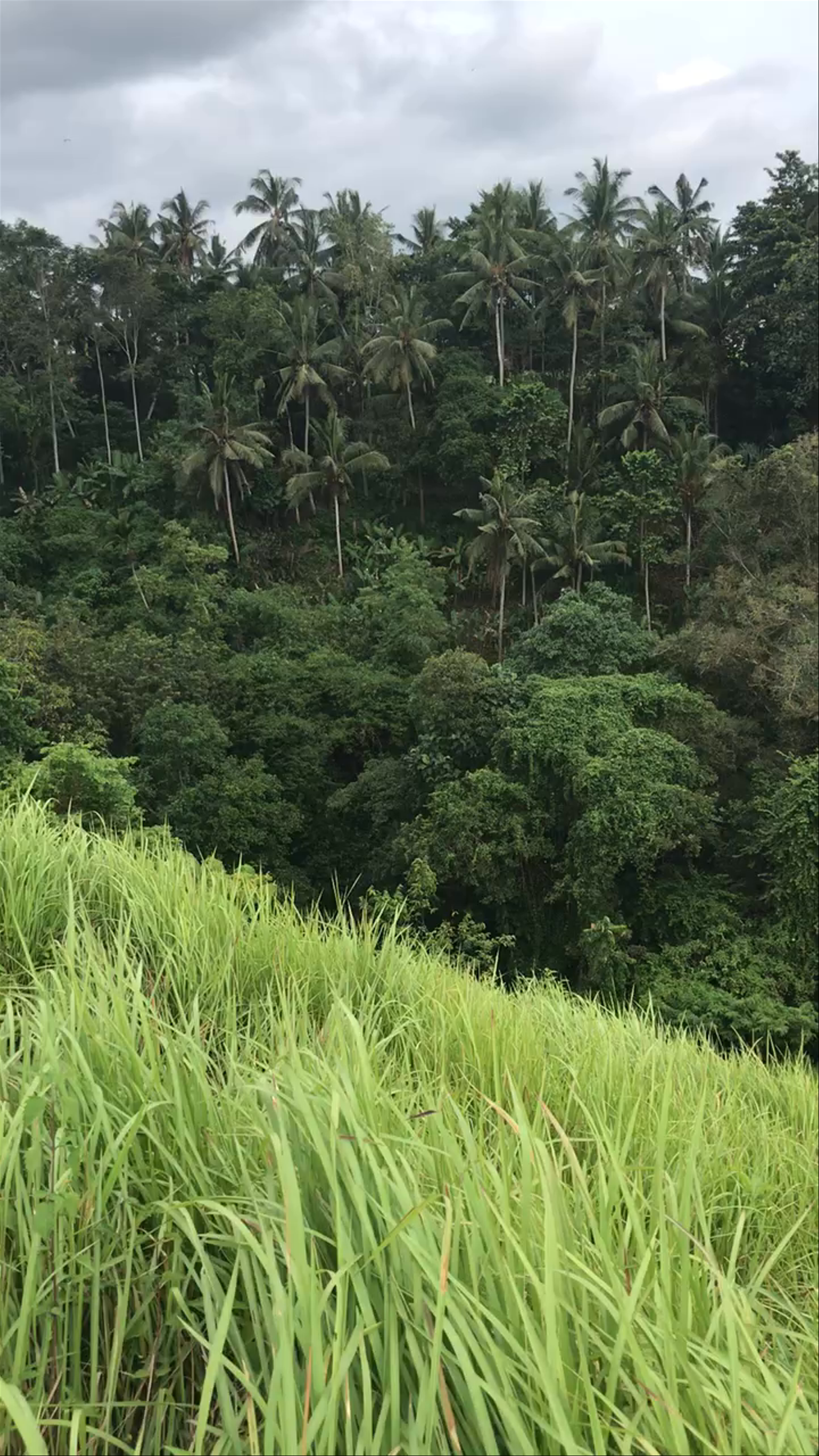 Campuhan Ridge Walk: Lush Tropical Escape in Bali