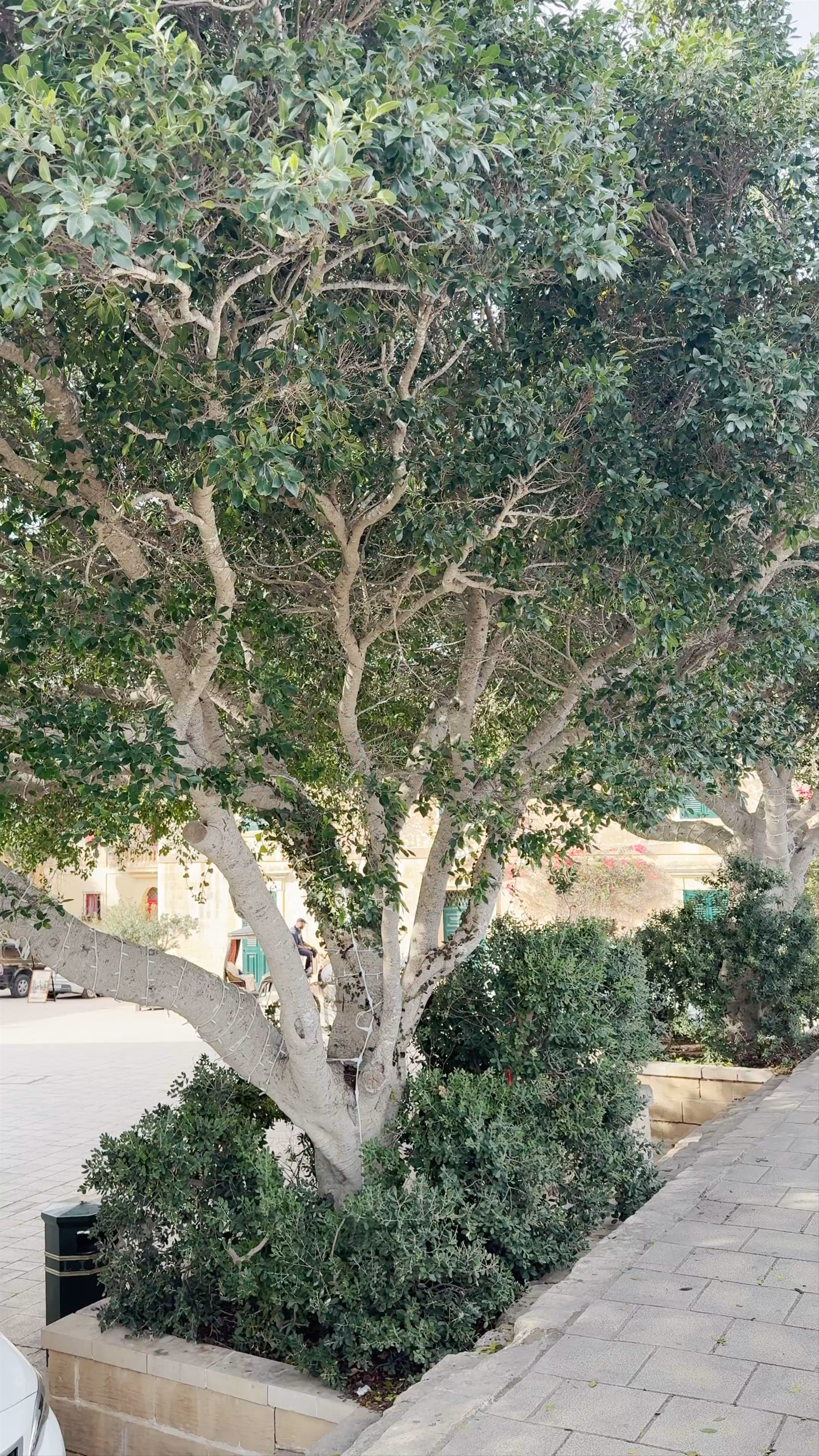 Observation Deck Mdina