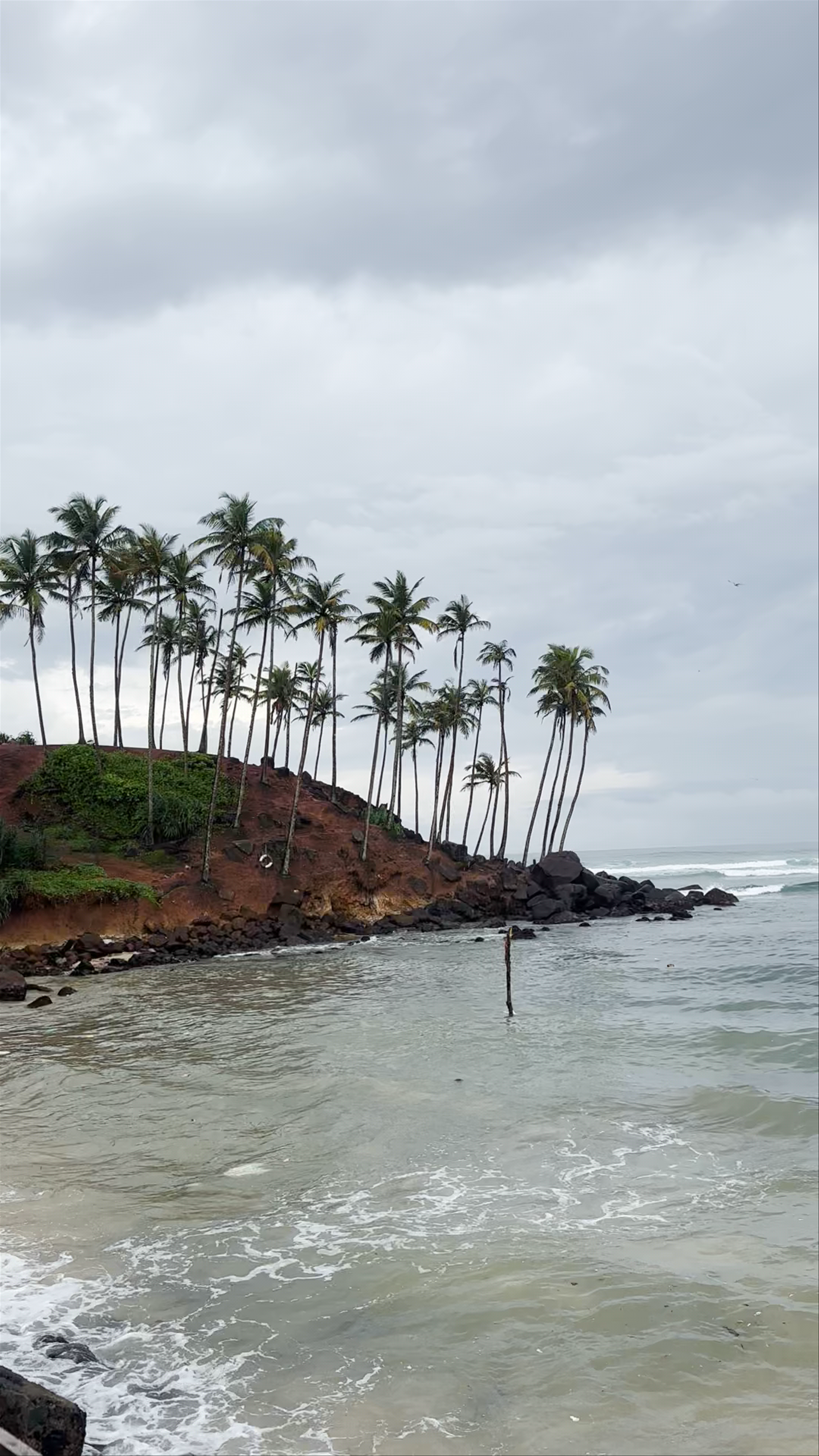 Coconut Tree Hill