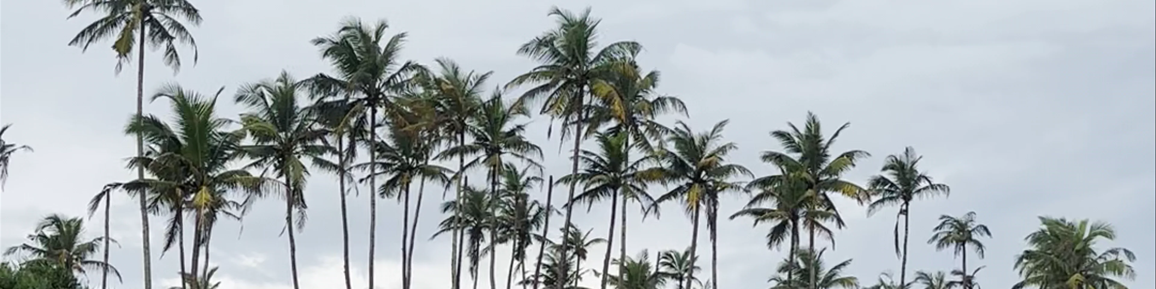 Coconut Tree Hill