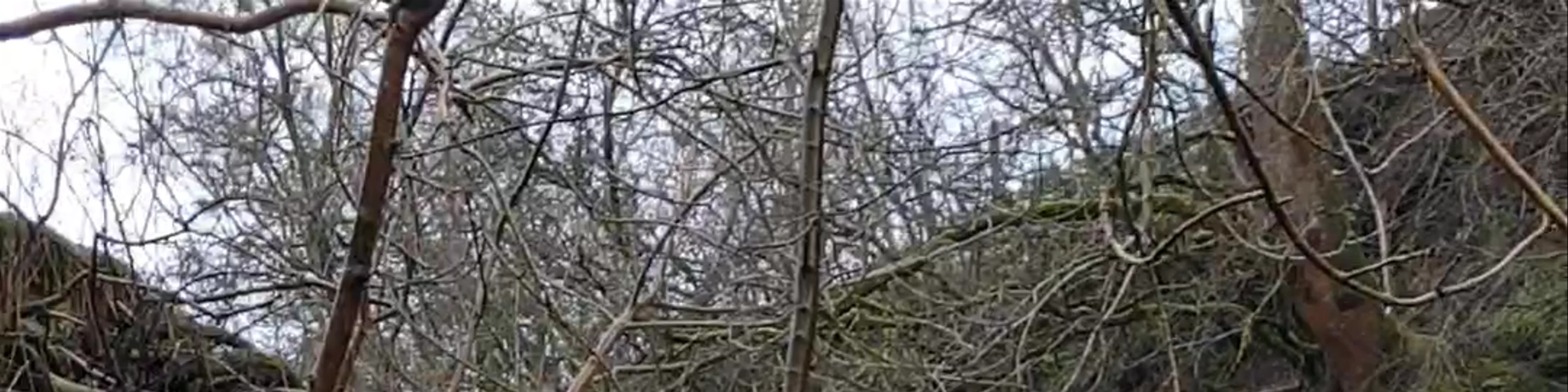 Currack Force