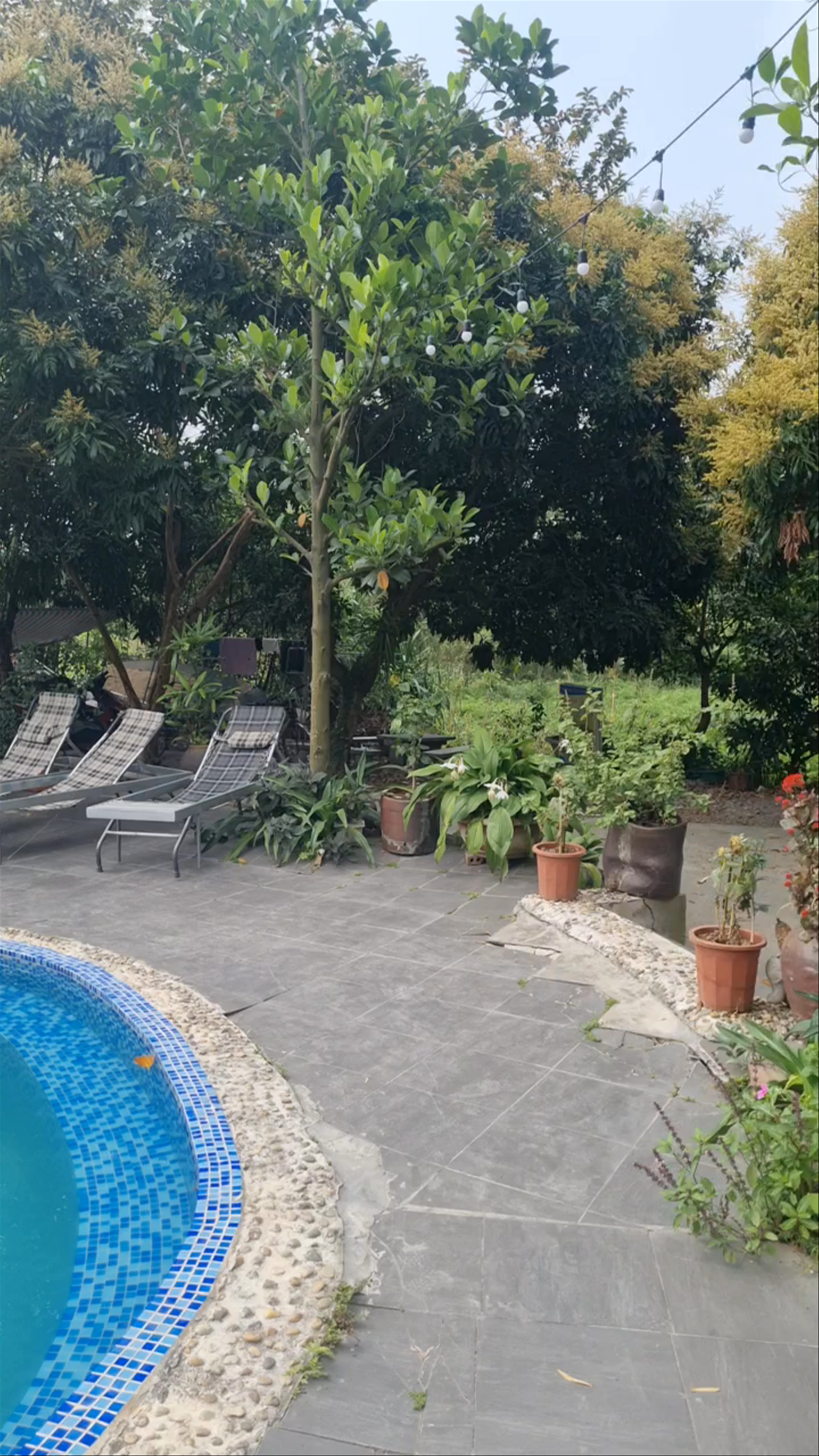 Tranquil Poolside Oasis at Tuan Nam Homestay, Ninh Bình, Vietnam