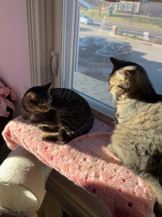 Cats N'At - Animal Shelters Near Me - Wexford, Pennsylvania