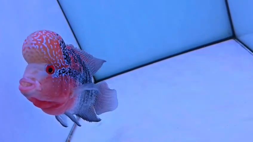 Flowerhorn