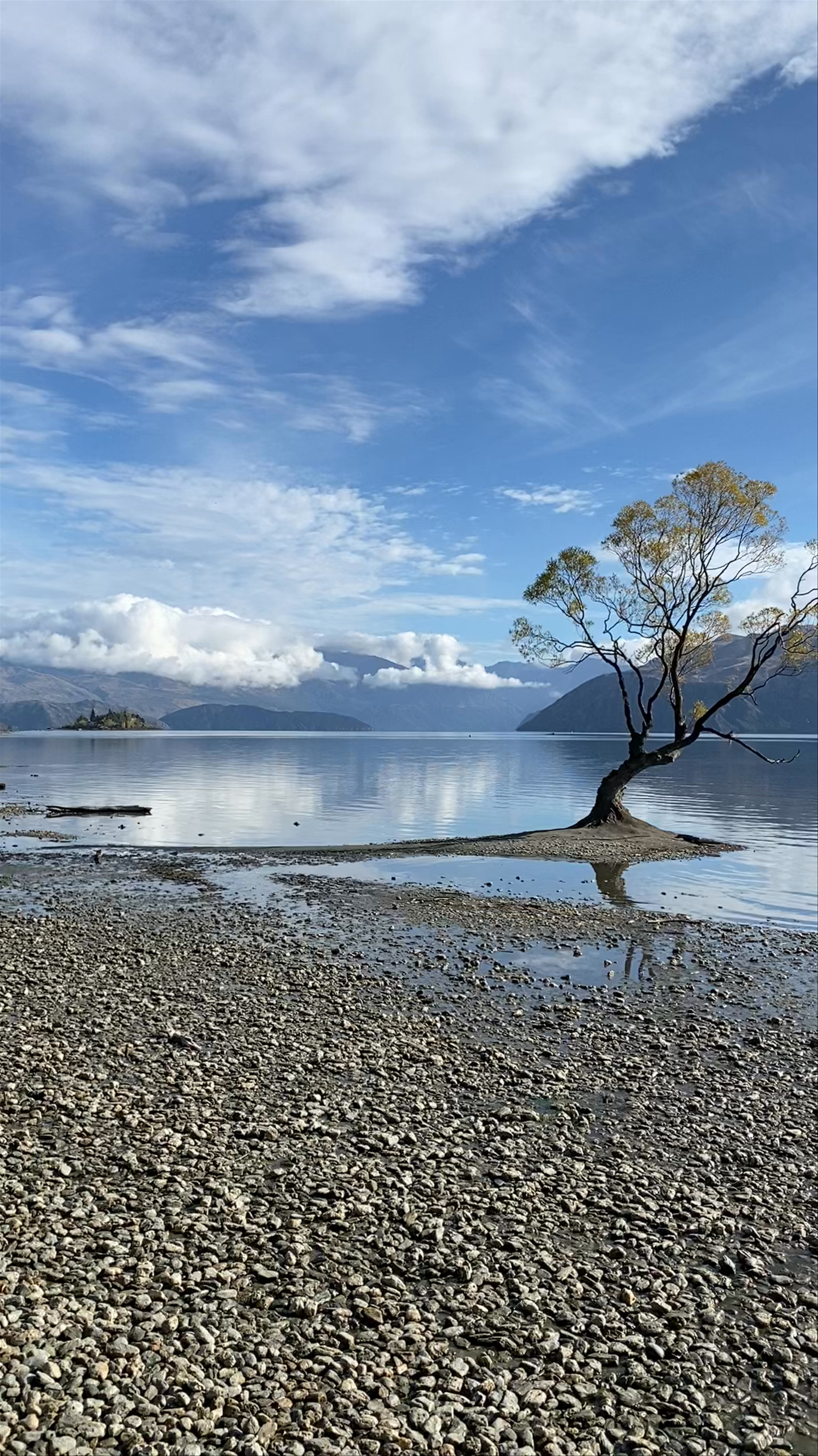 The Wanaka Tree: Nature’s Icon at Roys Bay, New Zealand