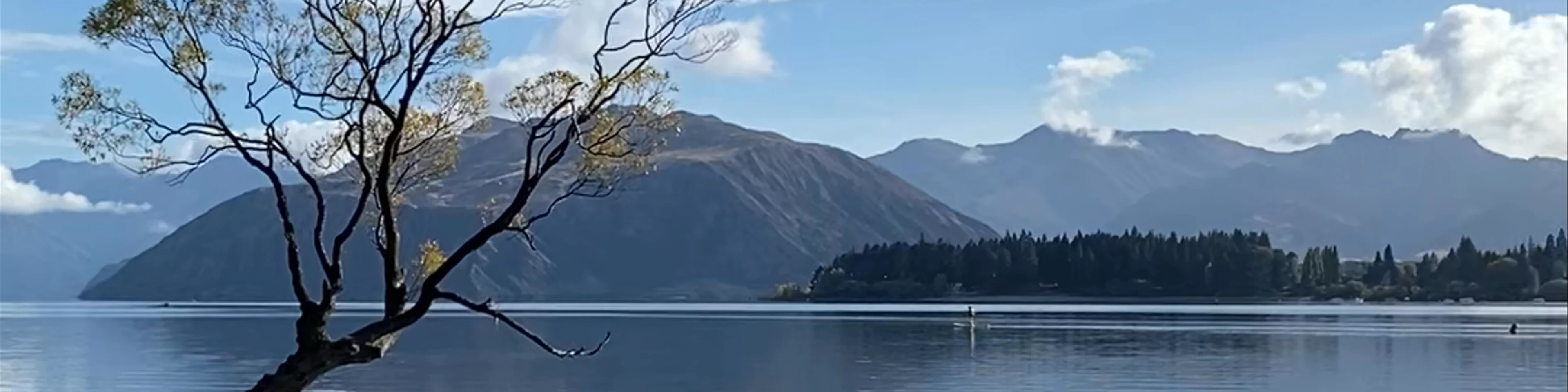 Wanaka Tree
