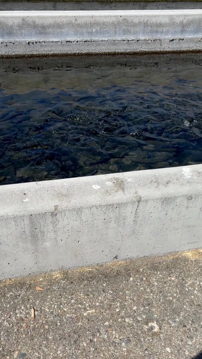 Fish Springs Hatchery - Feeding the fish! - Fishing Near Me - Big Pine, California