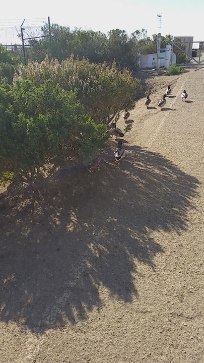 Ormond Beach - Guess I'm not as popular as I had thought - Beaches Near Me - Oxnard, California