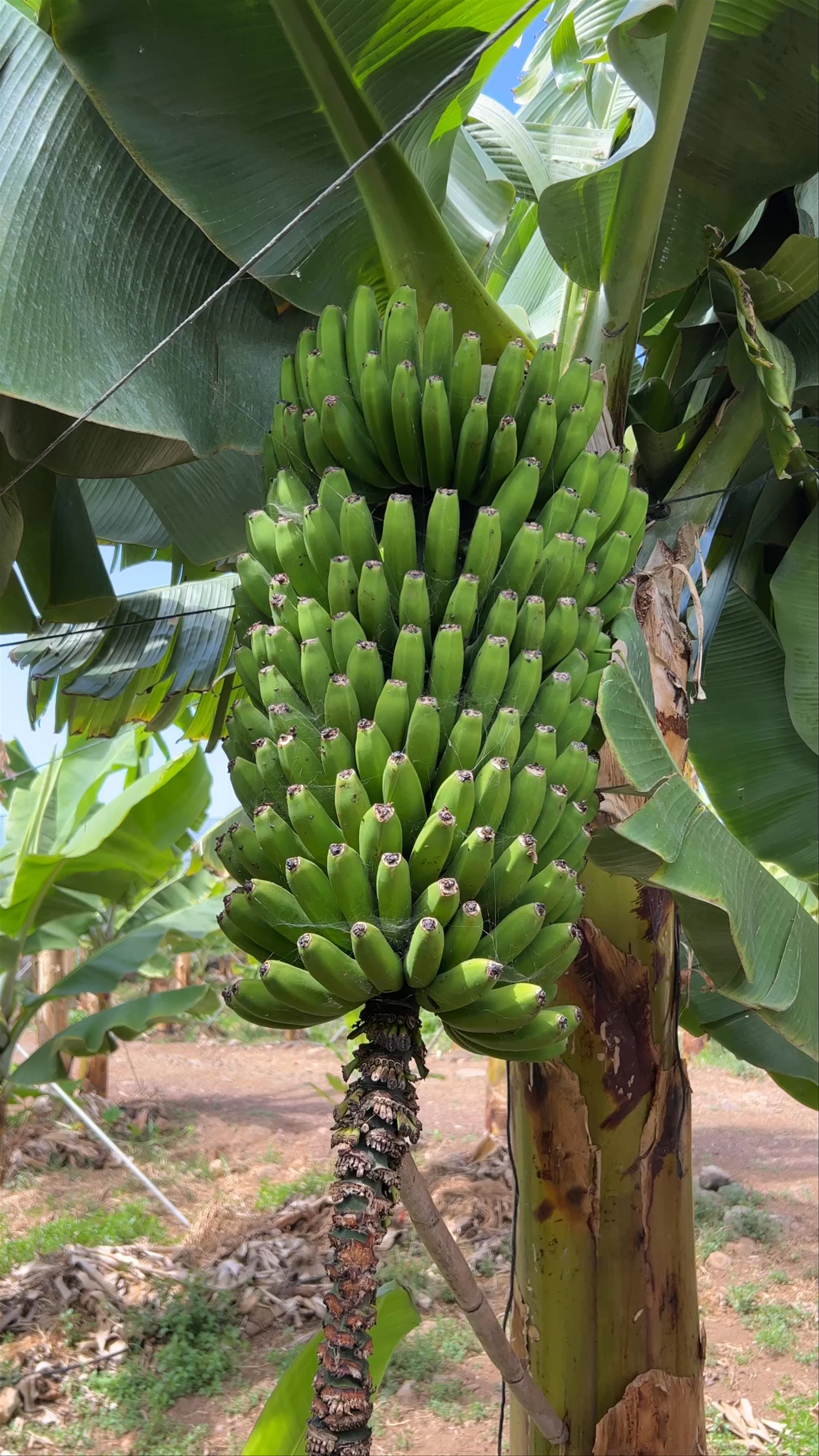 Banana ECO Plantation Experience in La Orotava, Spain