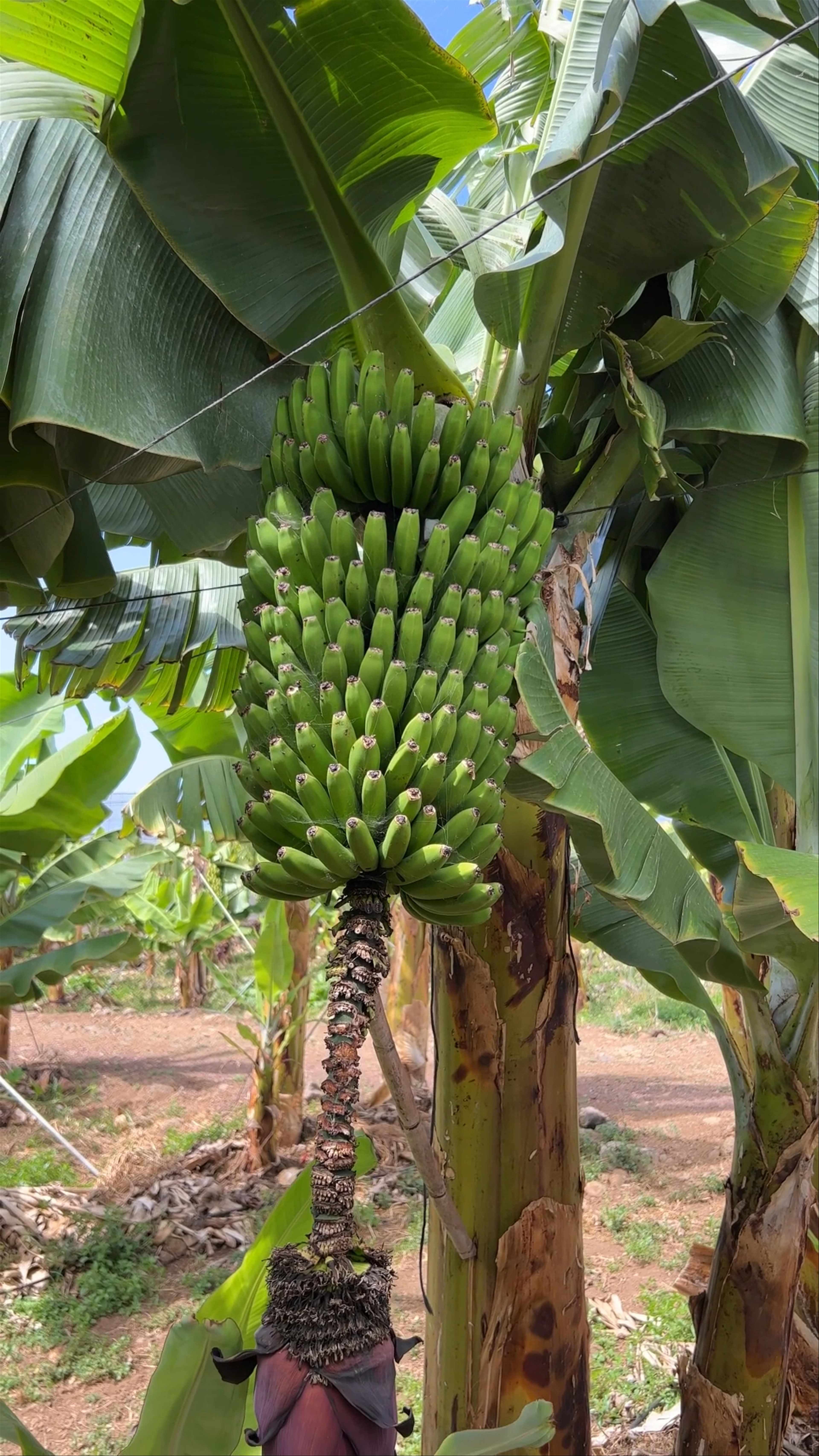 bananaECOplantation