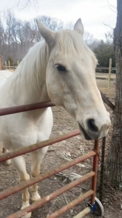 Native Vines Winery - Cody!! - Wineries Near Me - Lexington, North Carolina