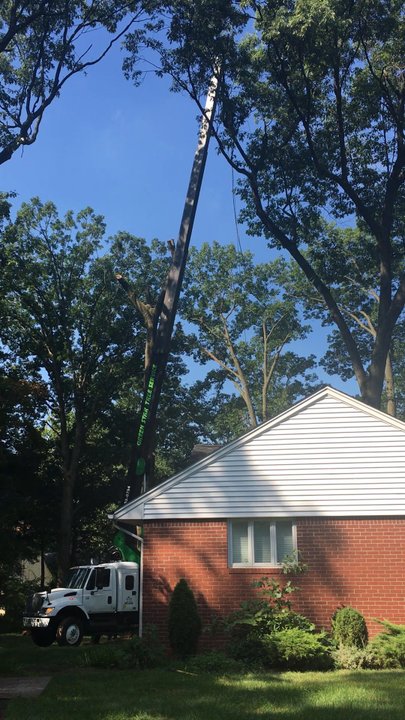 Green Star Tree & Excavating - Awesome crane work. - Tree Services Near Me