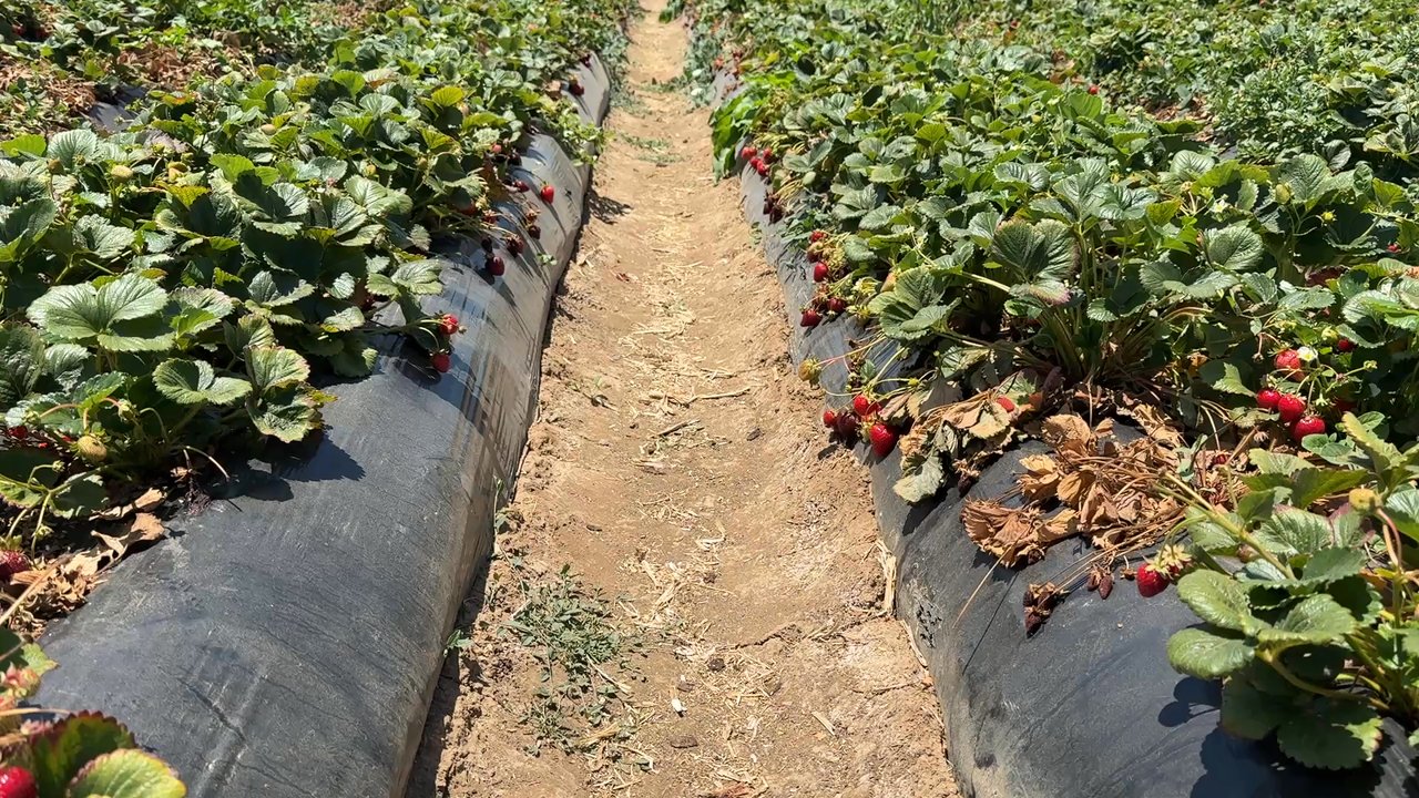 Gizdich Strawberry Patch - Rows of berries - Pick Your Own Farms Near Me - Watsonville, California