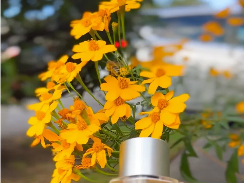 Recreation Beauty Perfume