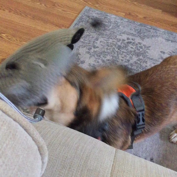 Hound Haven By the Bay - Boba being silly! - Pet Boarding Near Me - Beaufort, South Carolina