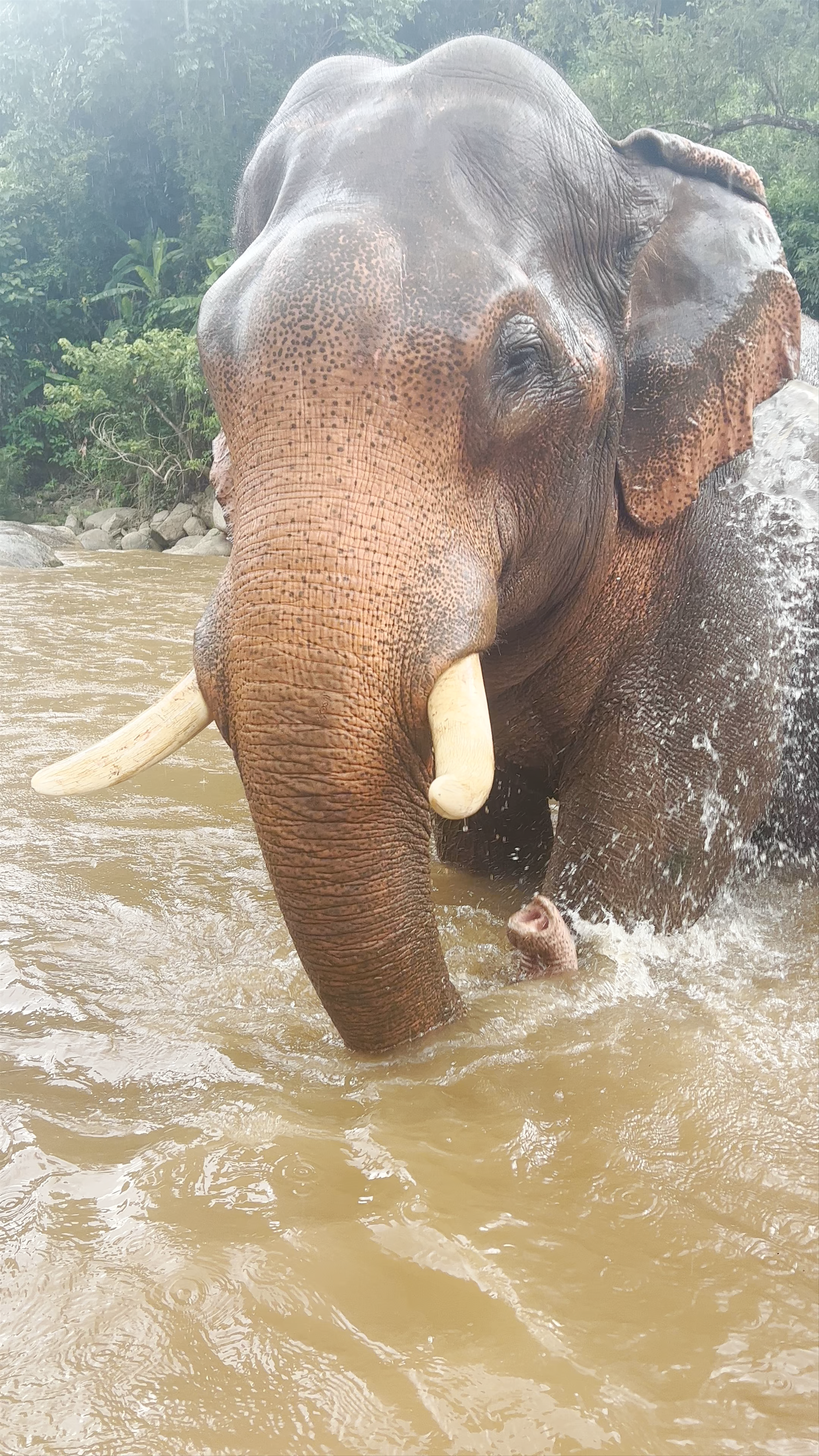Elephant Rescue Park: Gentle Giants Bathing in Chiang Mai