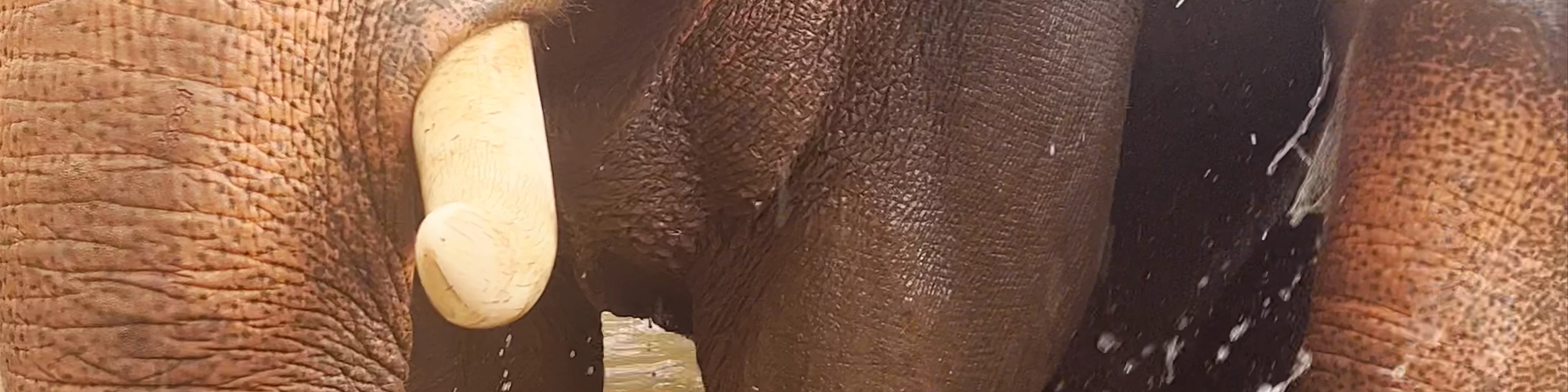 Elephant Rescue Park Ratchamanka Road