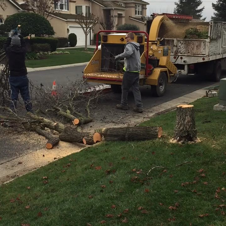 American Tree Service - The wood chipper was our favorite part! - Tree Services Near Me