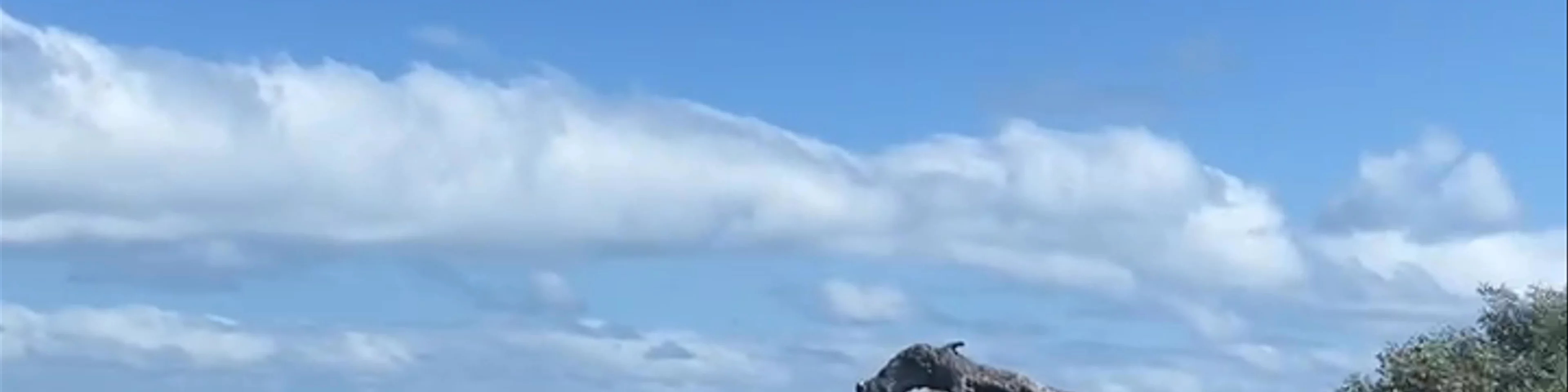 Leaning Tree