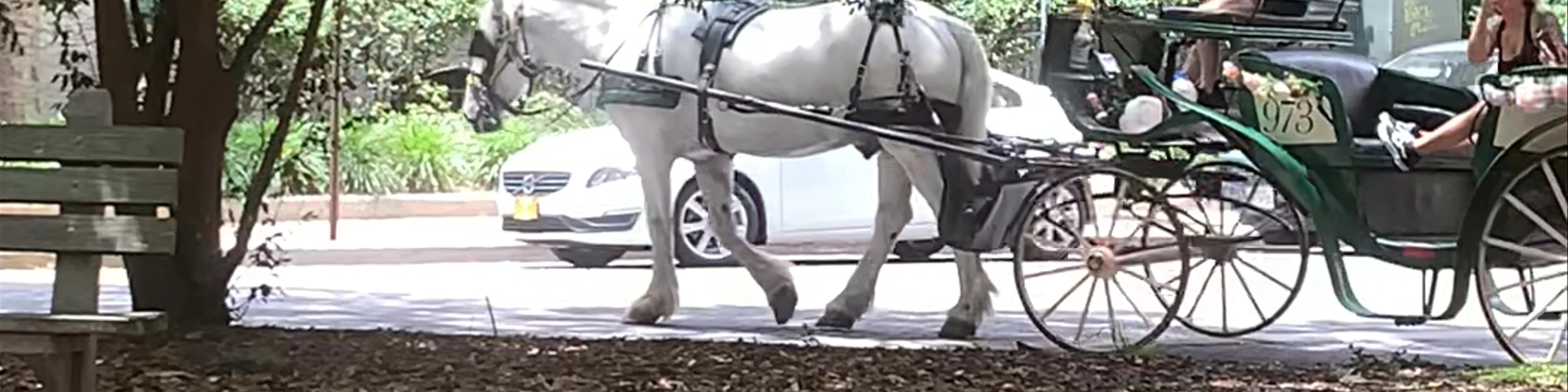 Savvanh Carriage Tours 