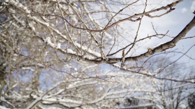 Snow on a tree branch