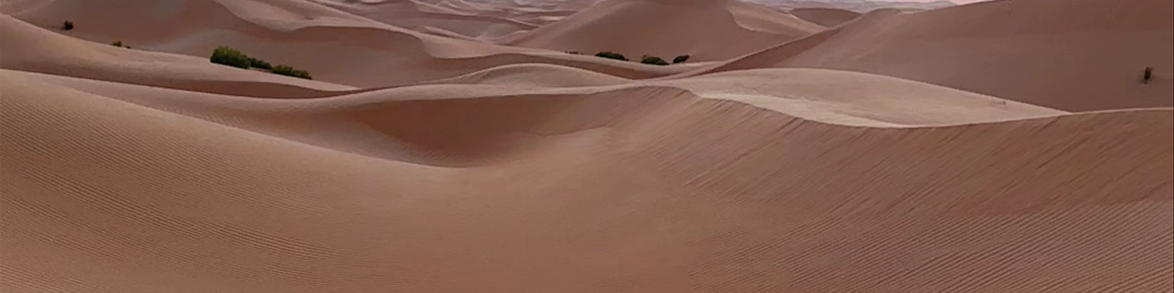 Dubai Desert Conservation Reserve - Sharjah - United Arab Emirates