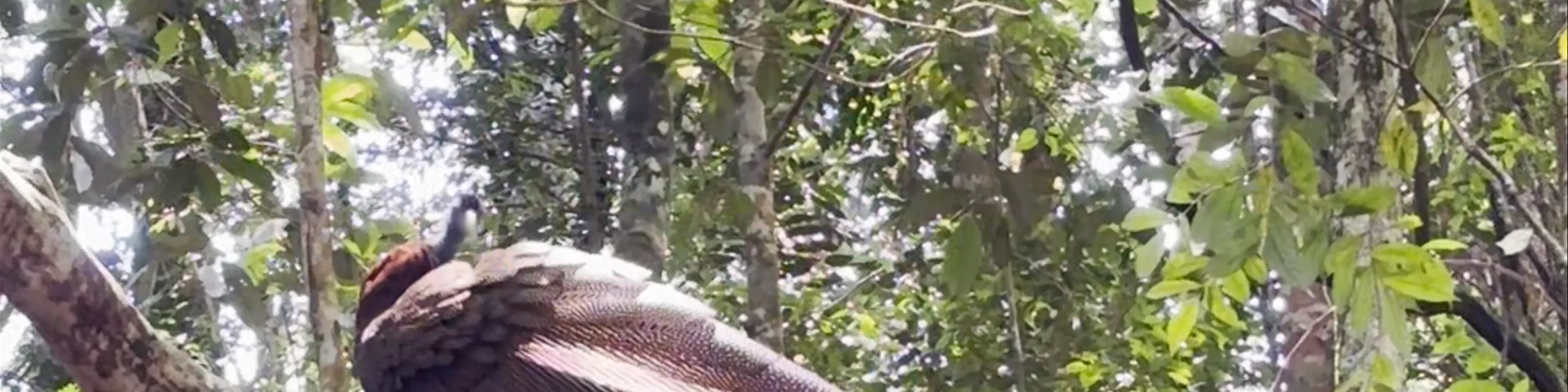 Bukit Lawang