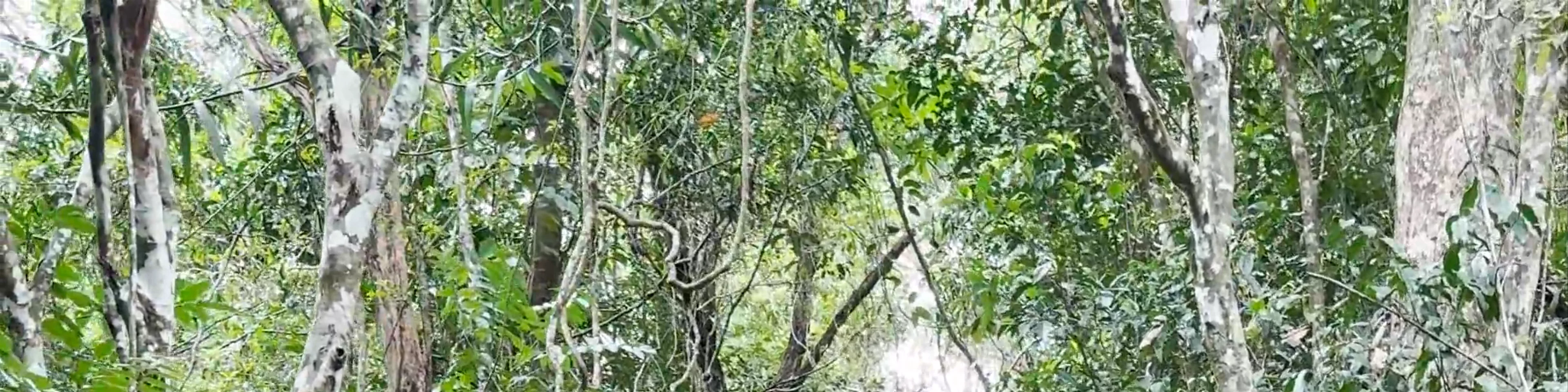 Barron Gorge National Park