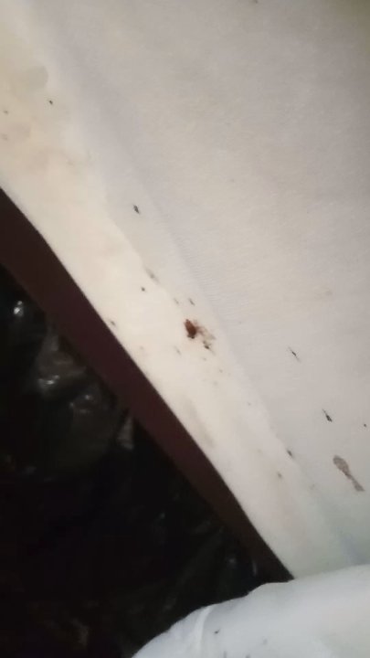 Park Motel - Bed bug city in our room and haven't cleaned or changed anything - Hotels Near Me - Morris, Illinois