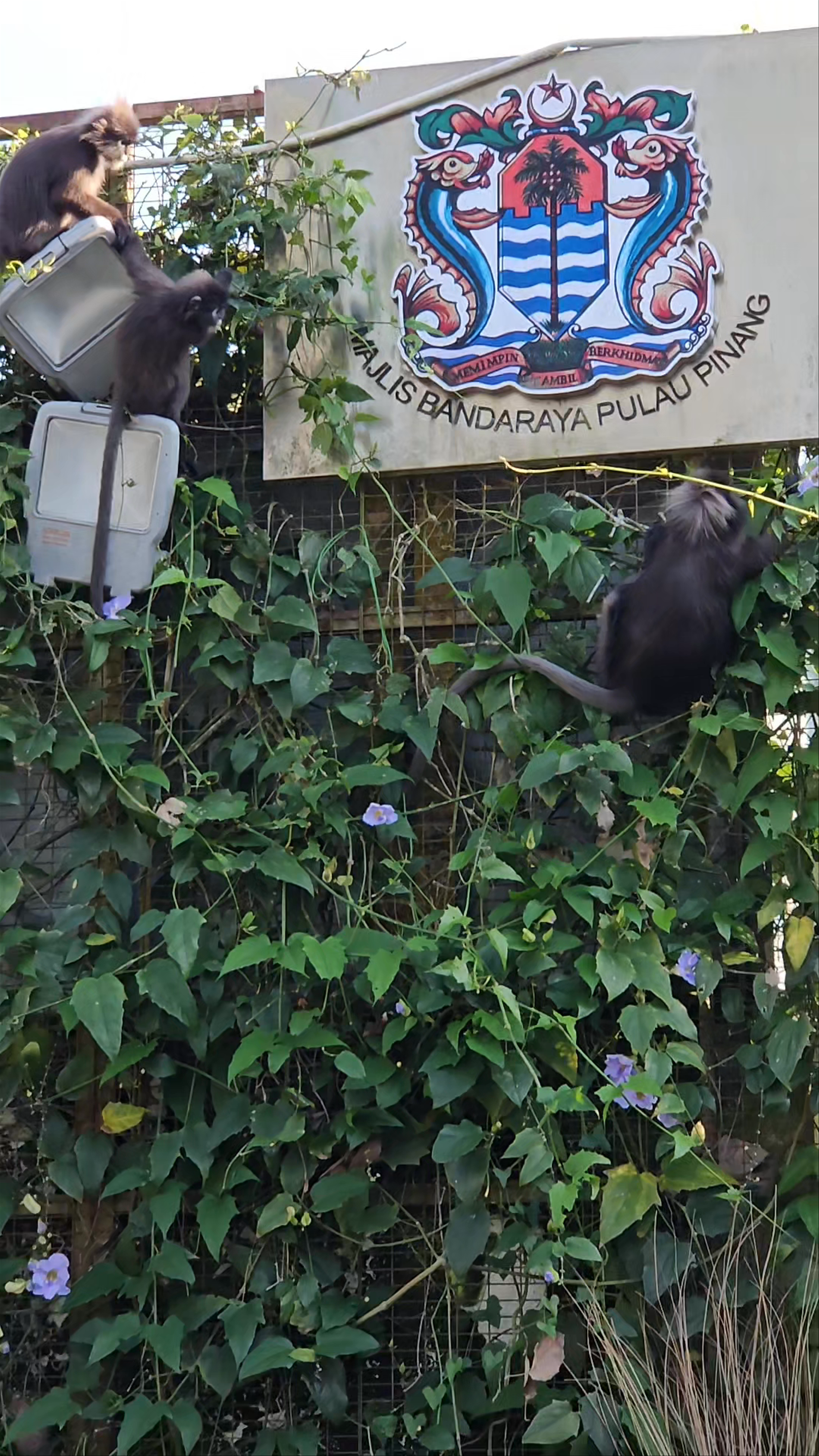 Playful Monkeys at Penang Hill, Bukit Bendera, Malaysia