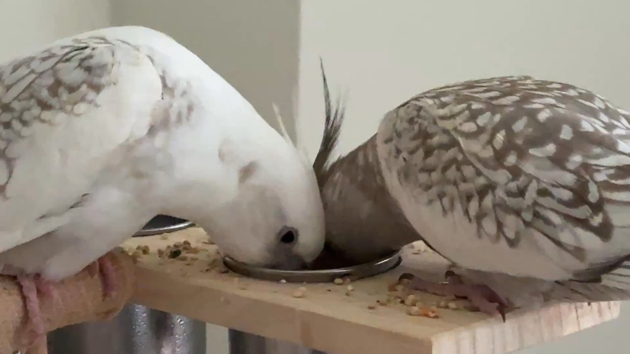 Parrot Adventure - Cue the Italian love songs! - Bird Shops Near Me