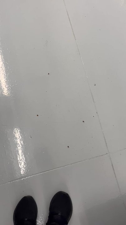 Ample Storage Center - Dead ladybugs - Self Storage Near Me - Knightdale, North Carolina