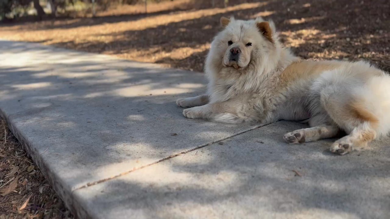 William Pacchetti Dog Park - chow down!  Shebee shall not pass - Dog Parks Near Me - Seaside, California