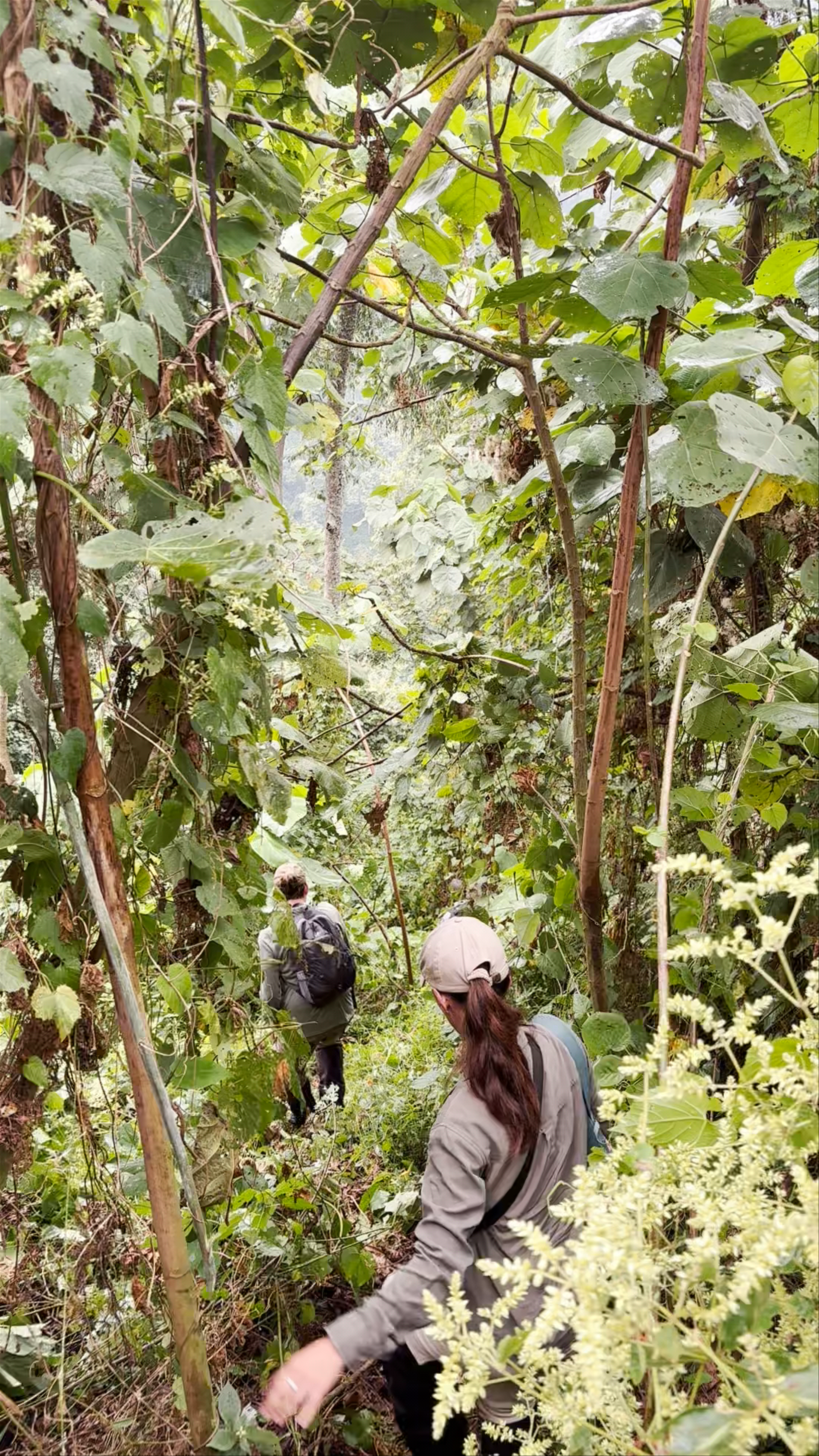 Ruhija Gorilla Trekking Camp - Trekking Gorillas