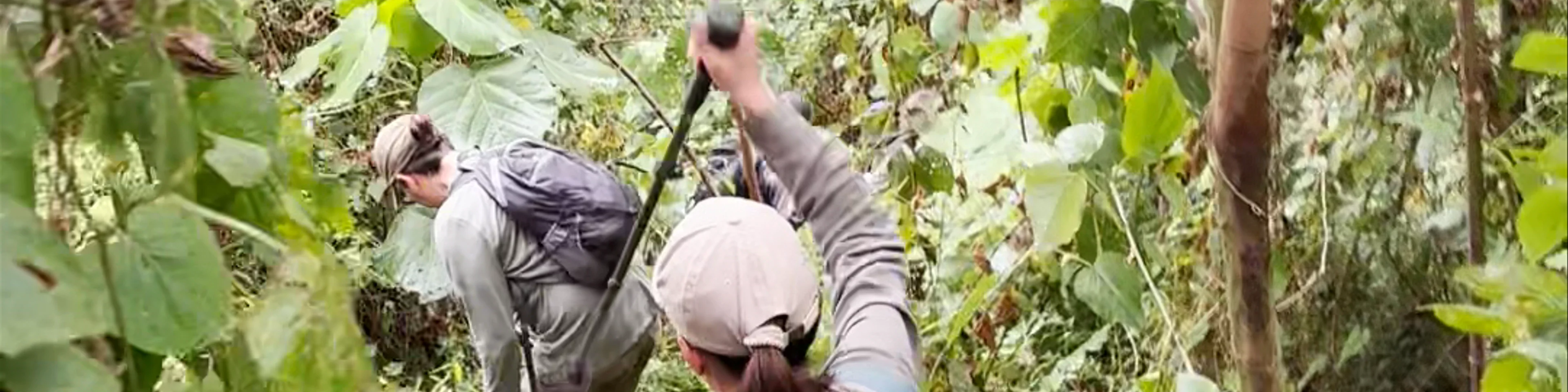 Ruhija Gorilla Trekking Camp - Trekking Gorillas