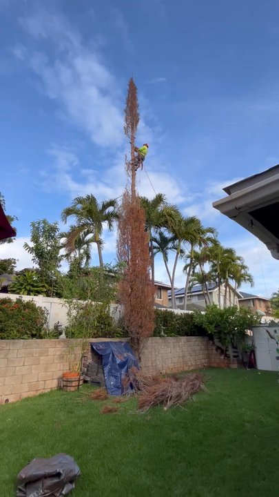 TNT Trimming - Tree Services Near Me