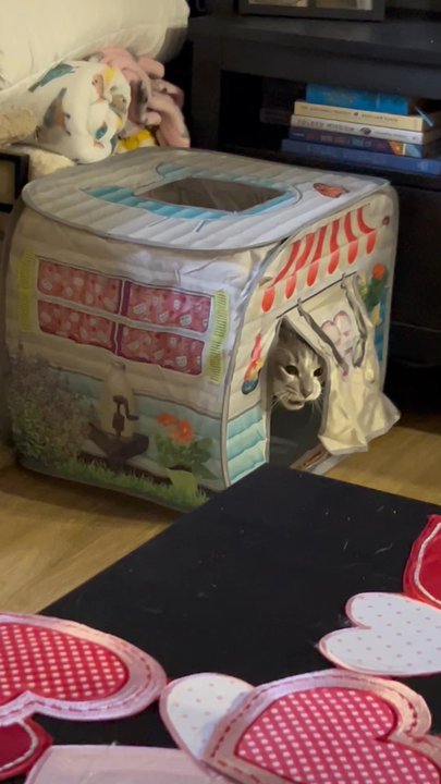 Target - My cat loves his new camper. - Department Stores Near Me - Foothill Ranch, California