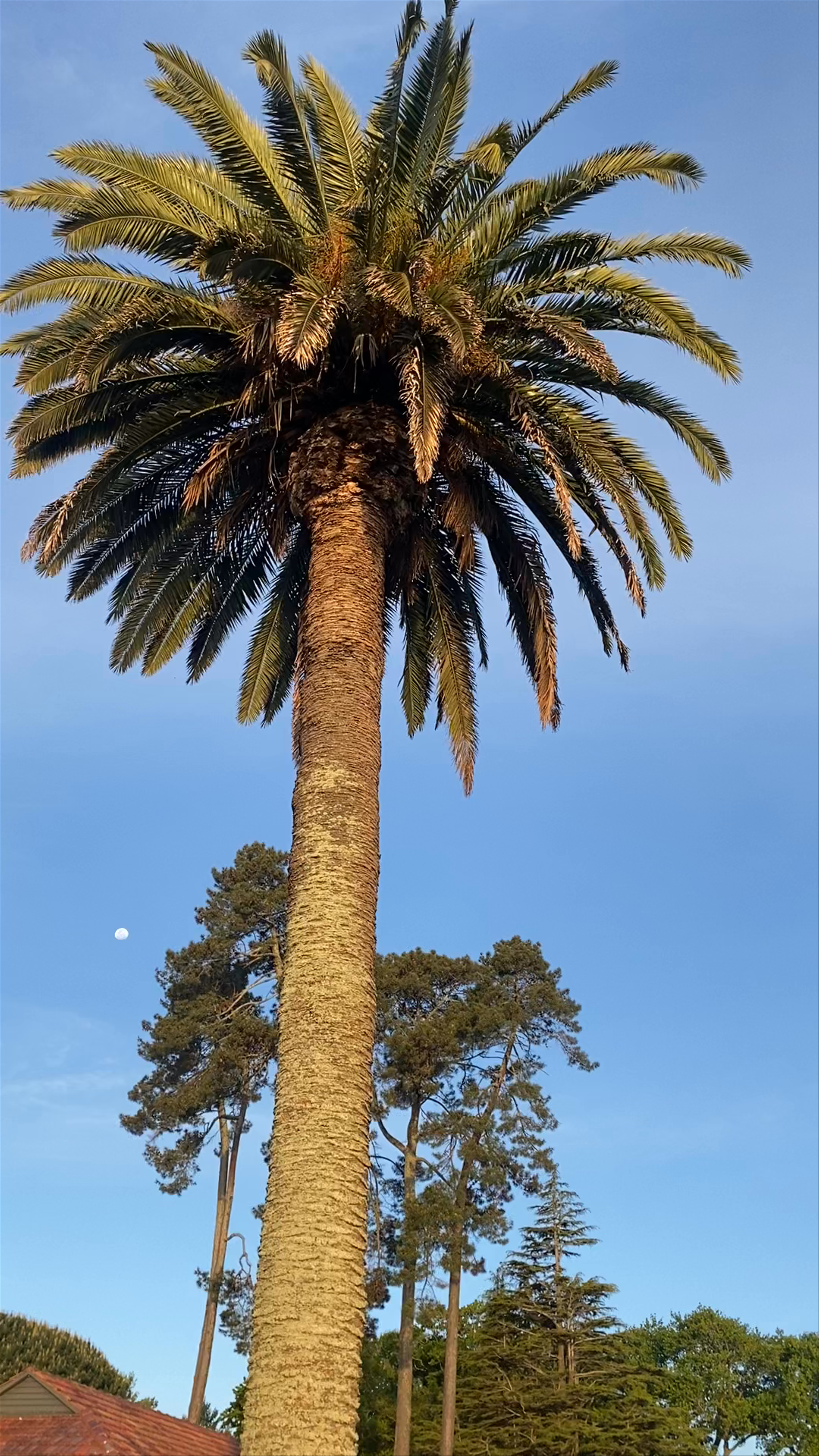 Lake Rotoroa
