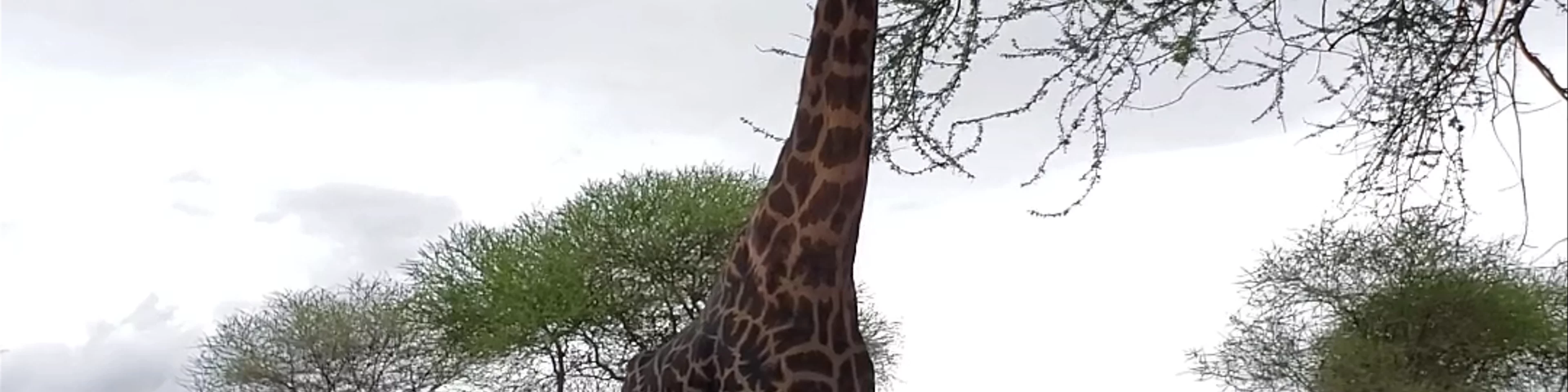 Tarangire National Park