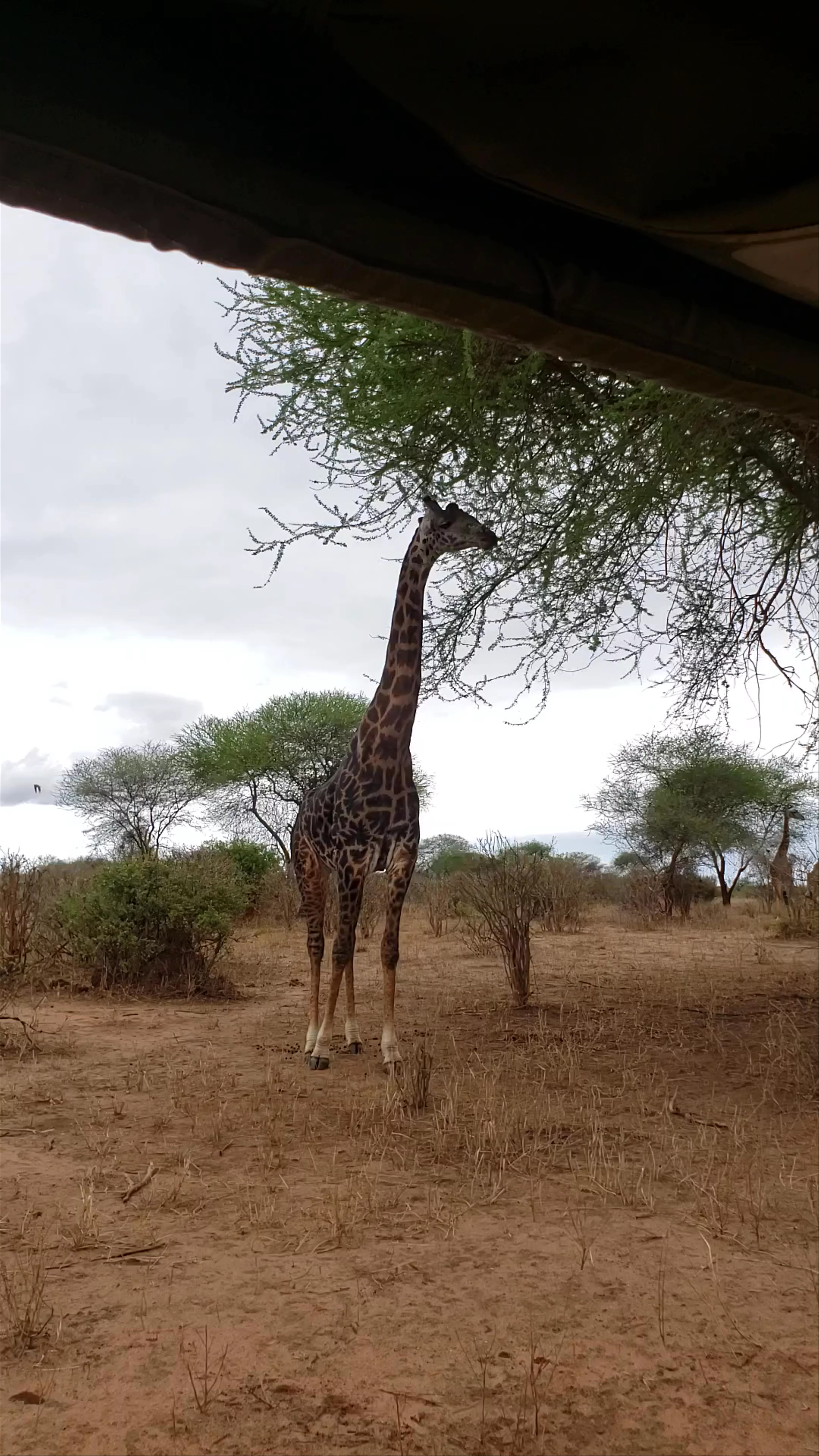 Tarangire National Park, Tanzania
