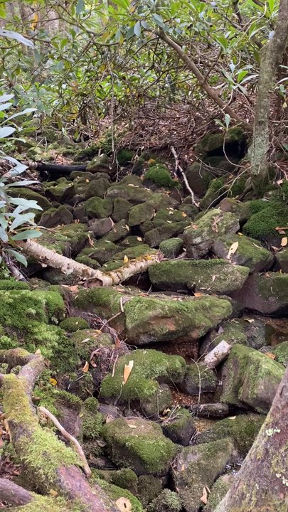 Dolly Sods Wilderness - Hiking Near Me - Davis, West Virginia