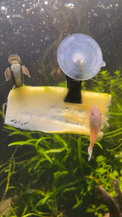 Moonlight Aquatics - Snowwhite Bristlenose from moonlight - Local Fish Stores Near Me - Mill Creek, Washington