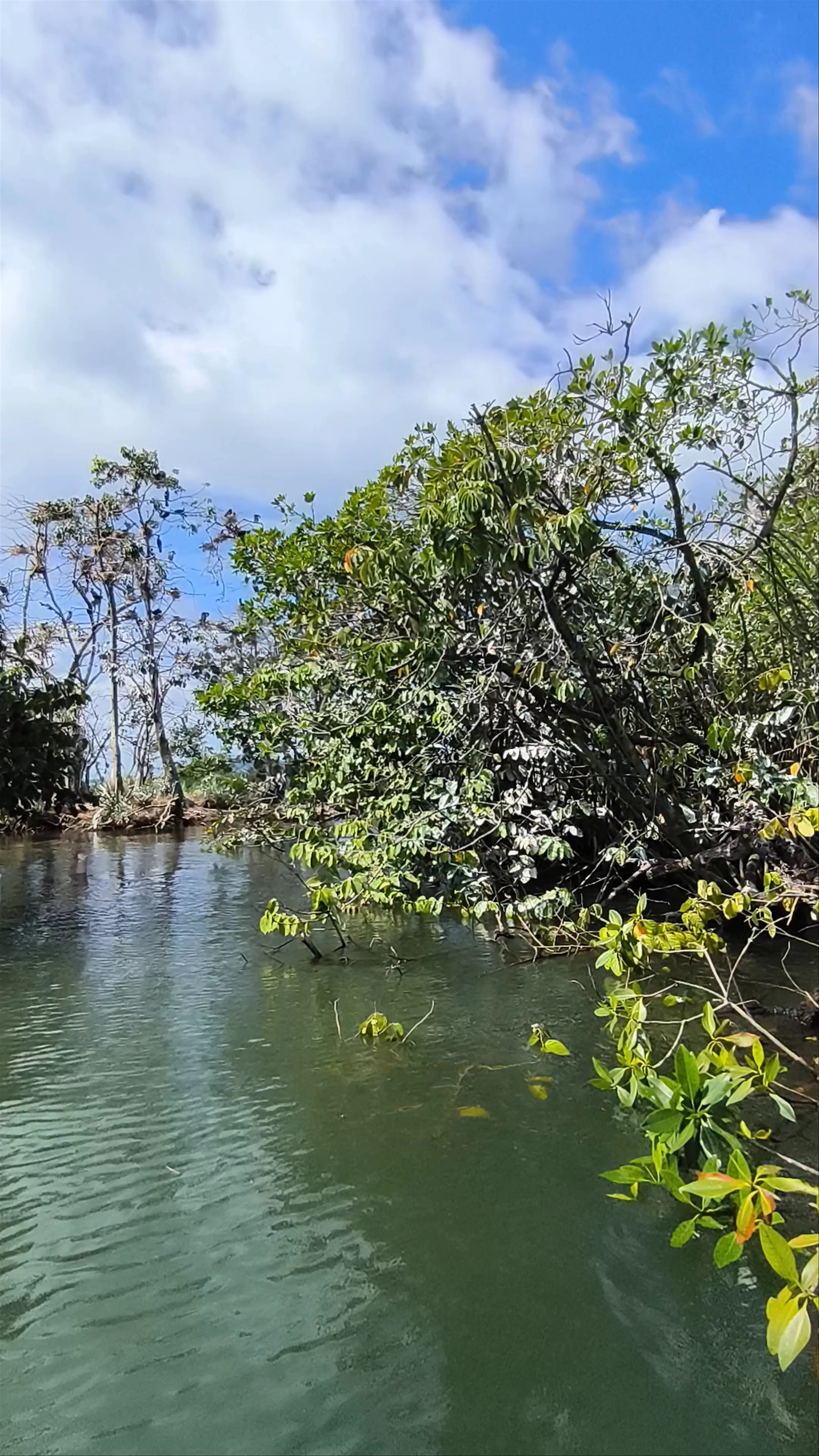 Cayo Palomo (Isla de pájaros)
